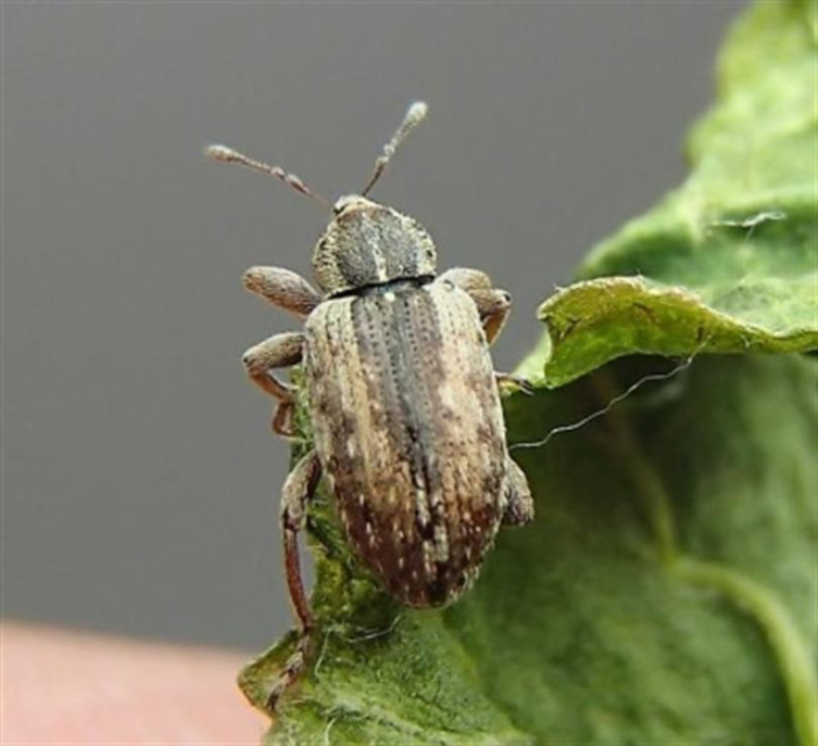 Fotoğraf: Iğdır Tarım Müdürlüğü